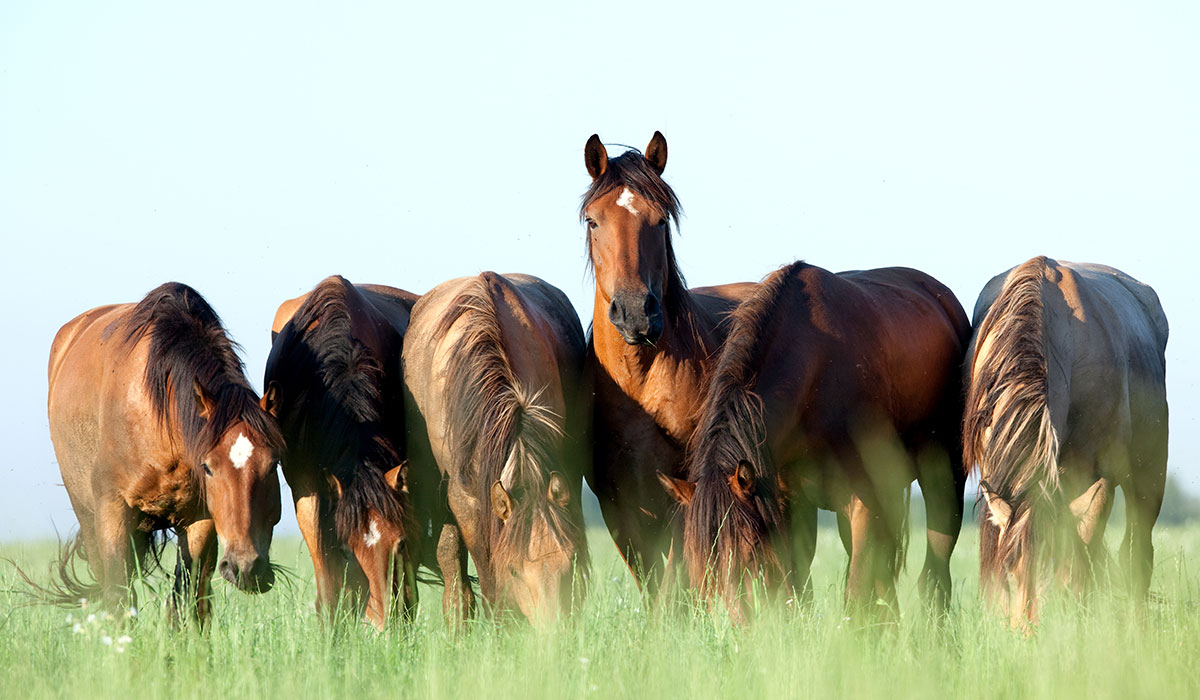 miavit teaser horses